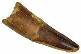 Fossil Spinosaurus Tooth - Real Dinosaur Tooth #327602-1